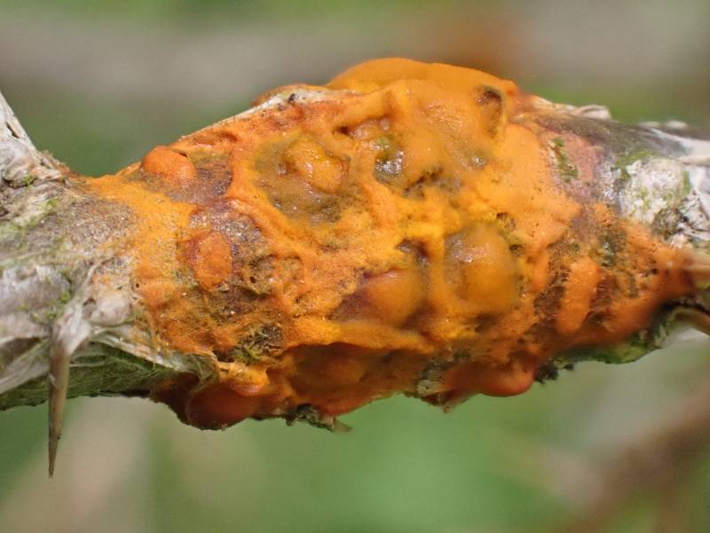 Cedar-Apple Rust (Gymnosporangium juniperi-virginianae)