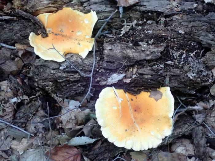 False Chanterelle (Hygrophoropsis aurantiaca)