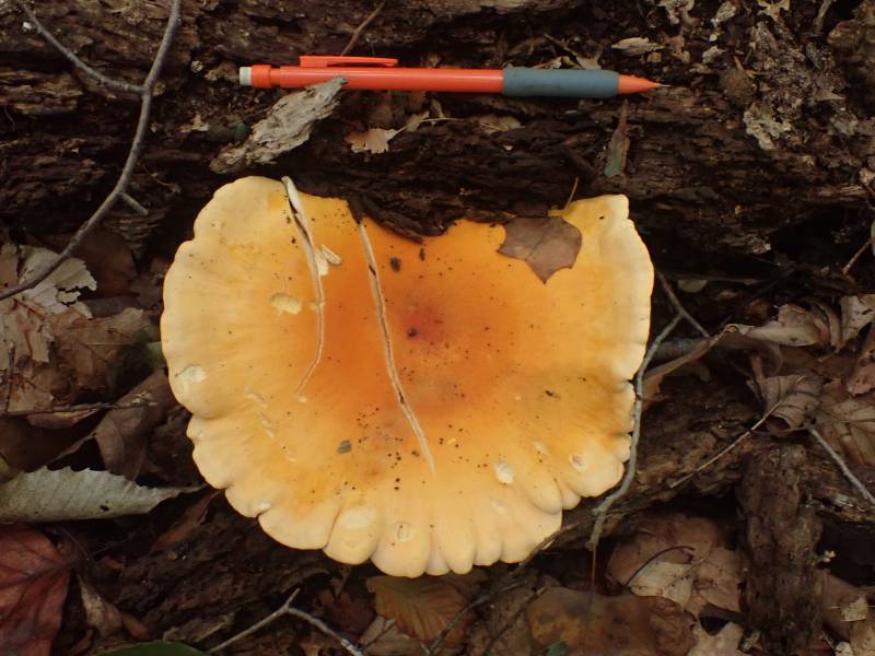 False Chanterelle (Hygrophoropsis aurantiaca)