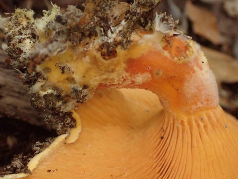 False Chanterelle (Hygrophoropsis aurantiaca)