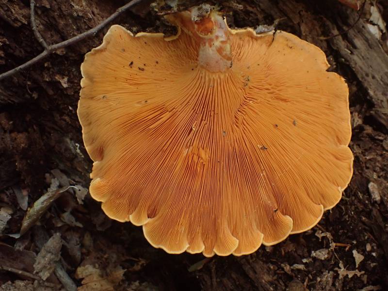 False Chanterelle (Hygrophoropsis aurantiaca)