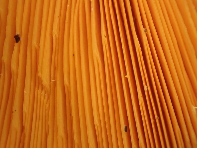 False Chanterelle (Hygrophoropsis aurantiaca)