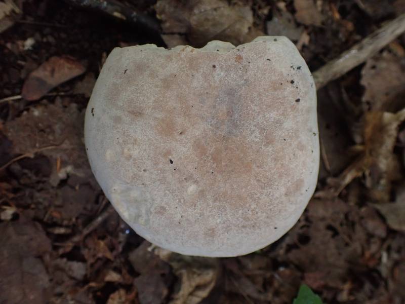 Pallid Bolete (Imleria pallida)