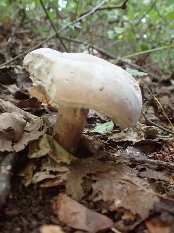 Pallid Bolete (Imleria pallida)
