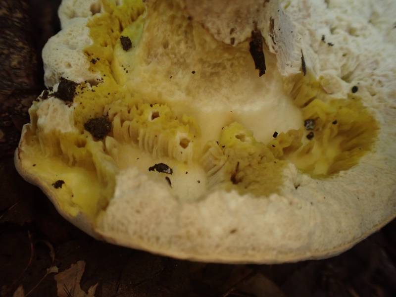 Pallid Bolete (Imleria pallida)