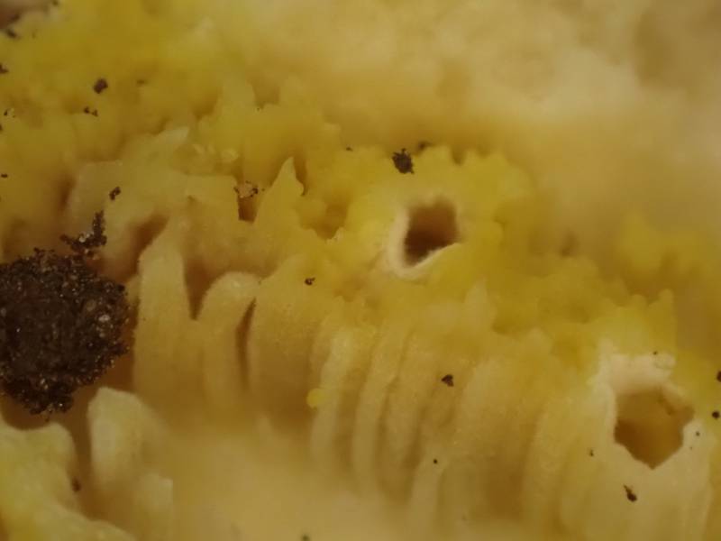 Pallid Bolete (Imleria pallida)