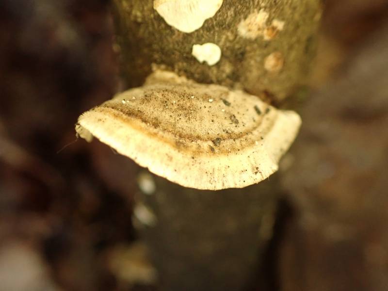 Irpiciporus mollis (No Common Name)