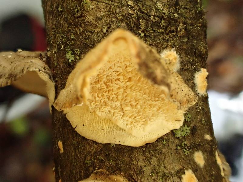 Irpiciporus mollis (No Common Name)