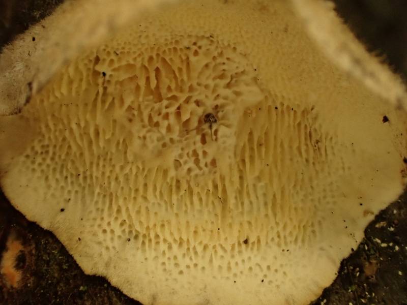 Irpiciporus mollis (No Common Name)