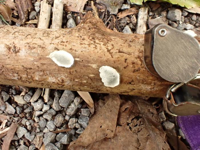 Junghuhnia nitida (No Common Name)