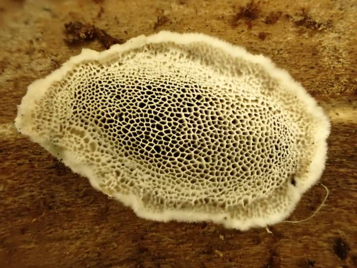 Junghuhnia nitida (No Common Name)