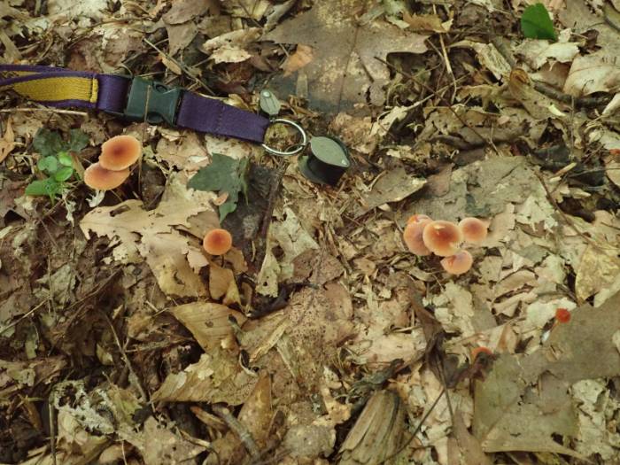Small Orange Marasmius (Marasmius sullivantii)