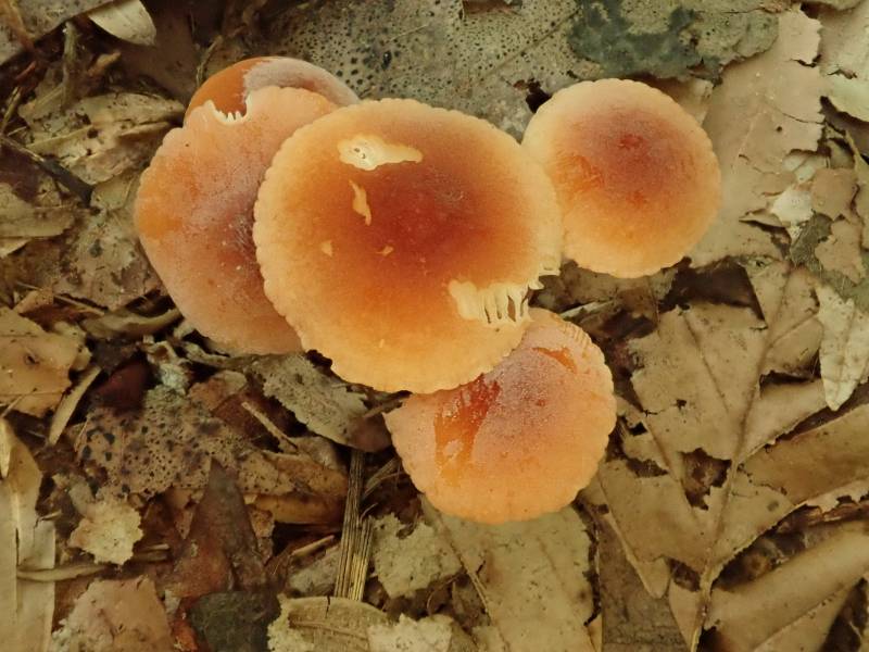 Small Orange Marasmius (Marasmius sullivantii)