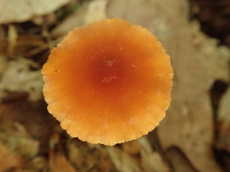 Small Orange Marasmius (Marasmius sullivantii)