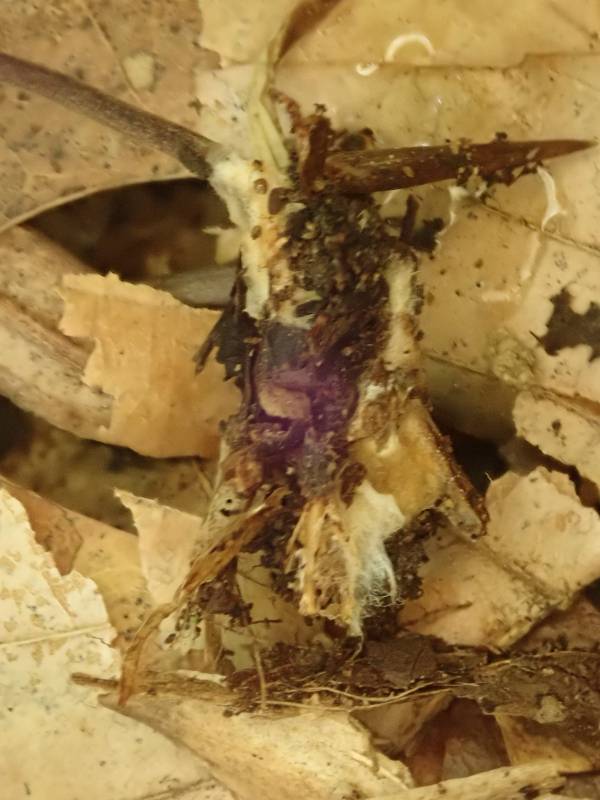 Small Orange Marasmius (Marasmius sullivantii)