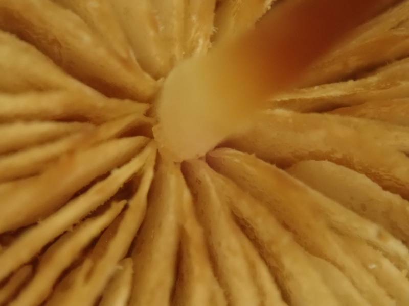 Small Orange Marasmius (Marasmius sullivantii)