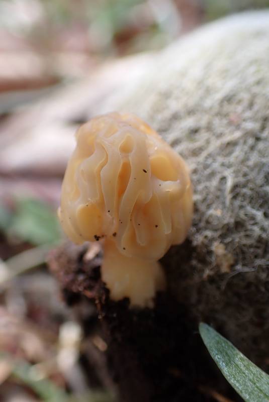 Half-free Morel (Morchella punctipes): Growing attached to a discarded tennis ball in the Gordon forest