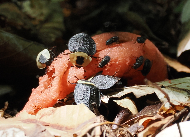 Devil's Dipstick (Mutinus elegans) with American Carrion Beetles and unidentified flies browsing on it 