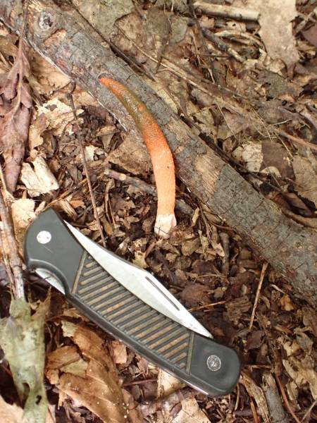 Devil's Dipstick (Mutinus elegans)