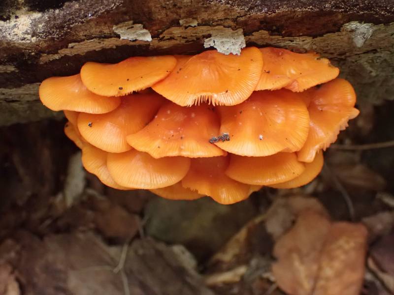 Golden Fairy Helmet (Mycena leana)