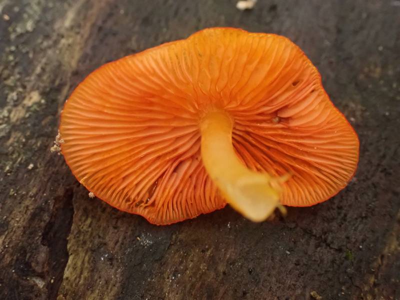 Golden Fairy Helmet (Mycena leana): Underside of cap