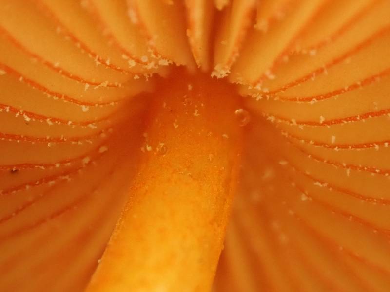 Golden Fairy Helmet (Mycena leana): Close-up of gills and attachment point