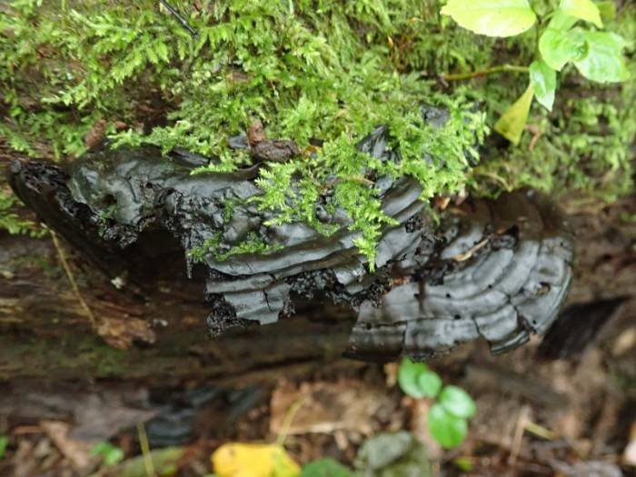 Nigroporus vinosus (No Common Name)