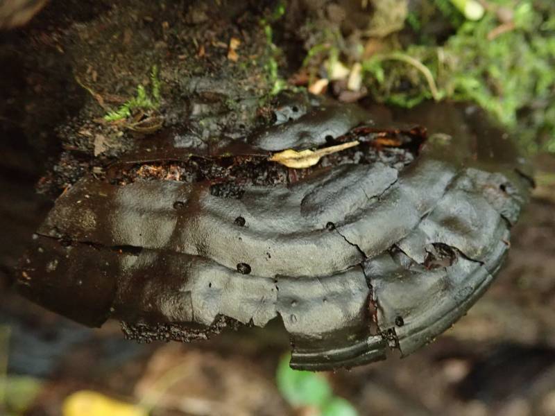 Nigroporus vinosus (No Common Name)