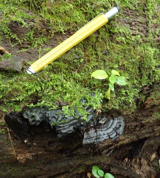 Nigroporus vinosus (No Common Name)