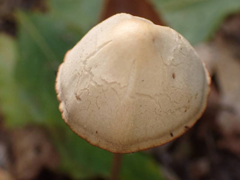 Conical Brittlestem (Parasola conopilea)