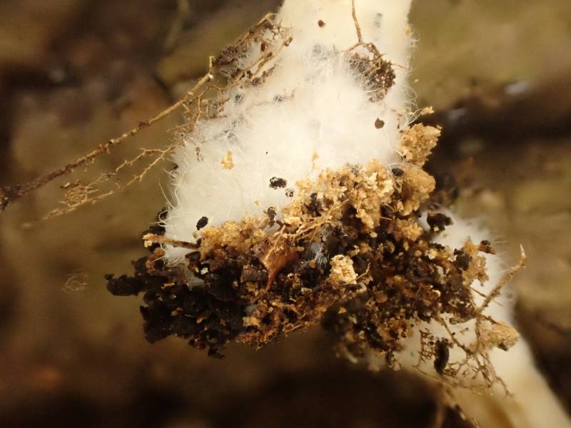 Conical Brittlestem (Parasola conopilea) close-up of stem base and mycelium