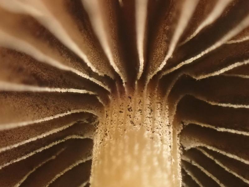 Conical Brittlestem (Parasola conopilea) close-up of stem and gills