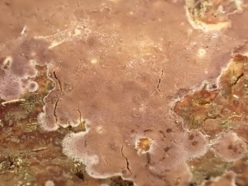 Phlebiopsis crassa (No Common Name)