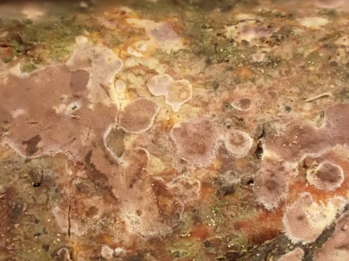 Phlebiopsis crassa (No Common Name)