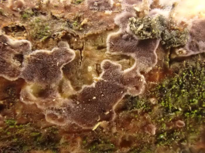 Phlebiopsis crassa (No Common Name)