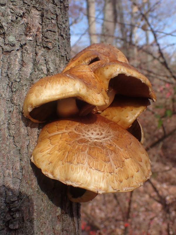 Chestnut Fungus (Pholiota adiposa)