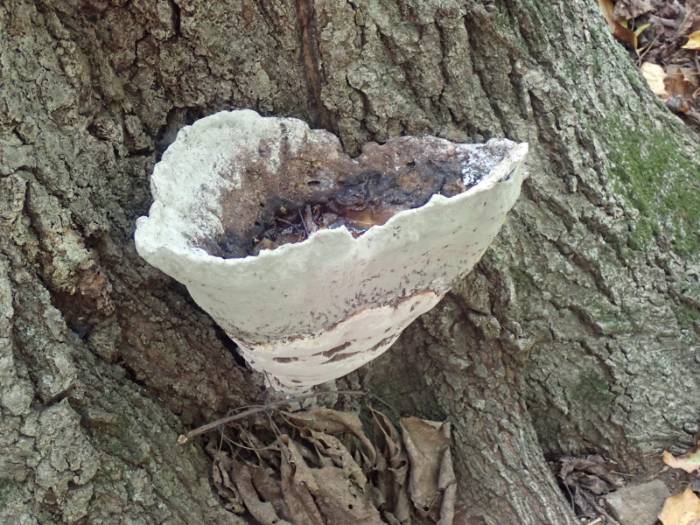 Oak Bracket (Pseudoinonotus dryadeus)