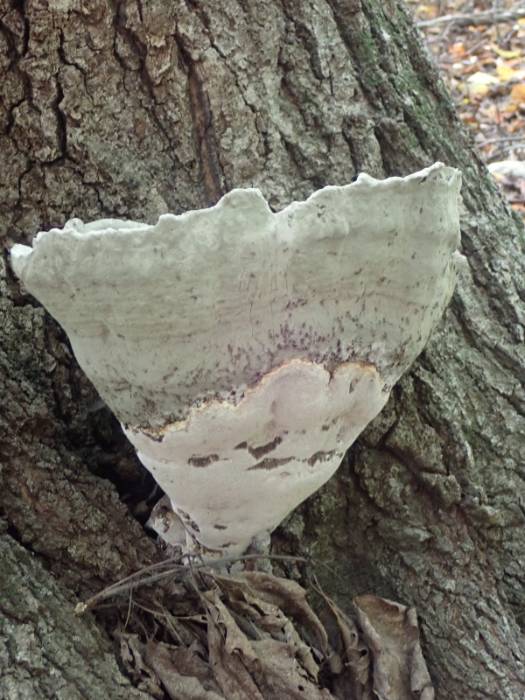 Oak Bracket (Pseudoinonotus dryadeus)