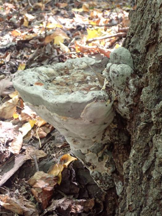 Oak Bracket (Pseudoinonotus dryadeus)