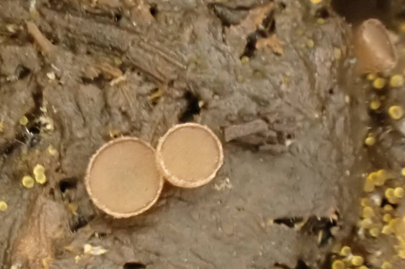 Pseudombrophila (No Common Name)