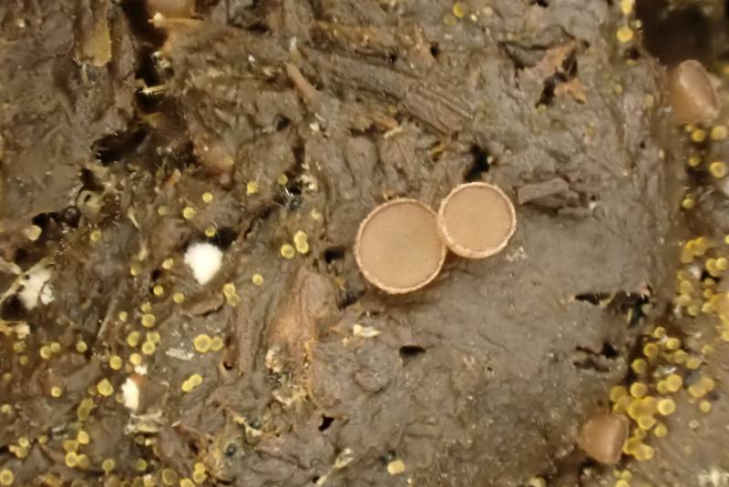 Pseudombrophila (No Common Name)