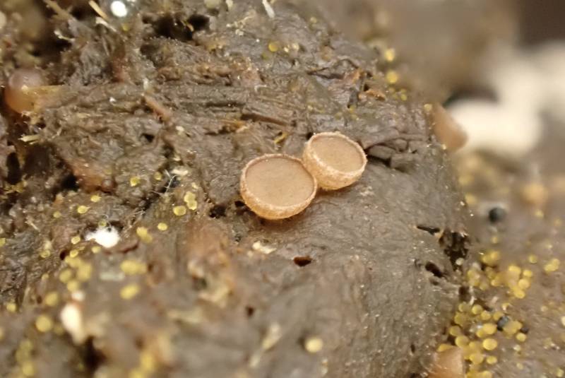 Pseudombrophila (No Common Name)