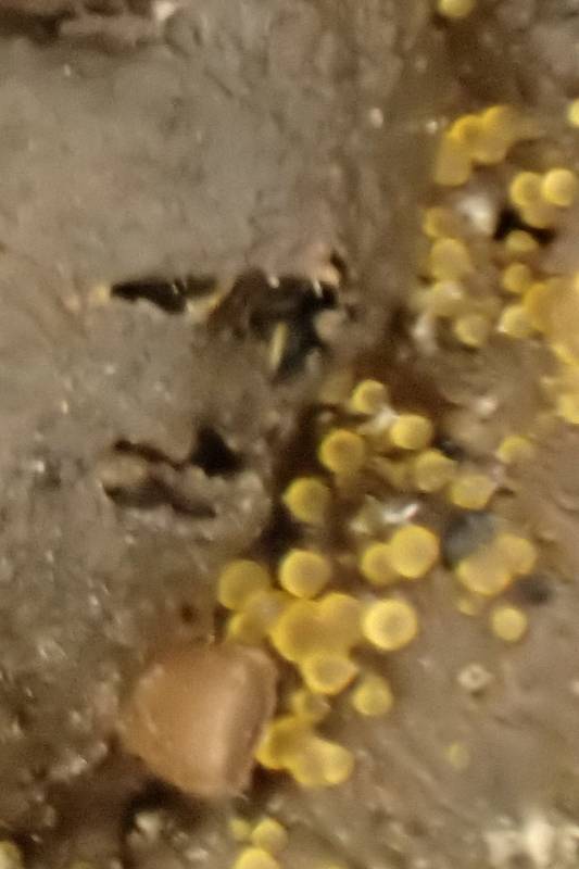 Pseudombrophila (No Common Name)