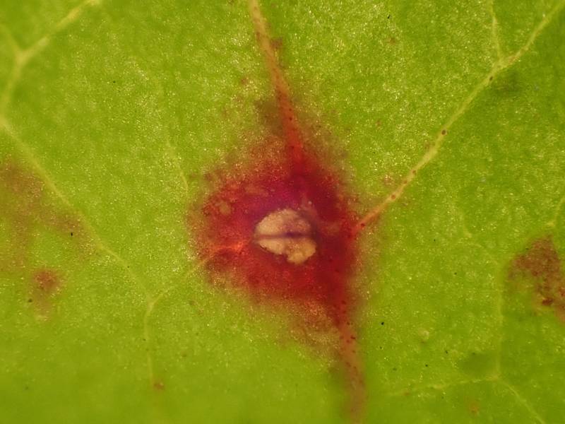 Red Dock Spot (Ramularia rubella)
