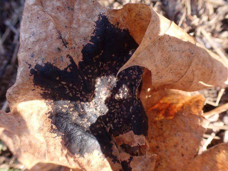 Black Tar Spot (Rhytisma acerinum)