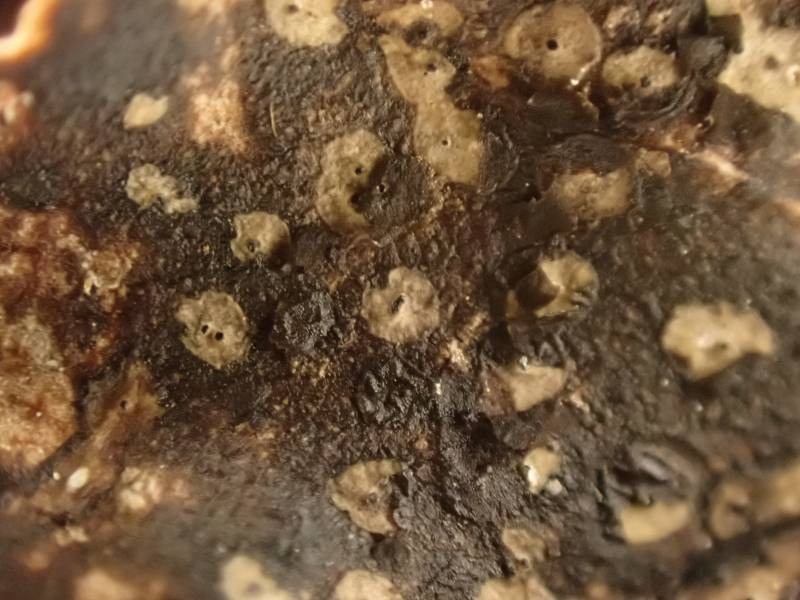 Black Tar Spot (Rhytisma acerinum)