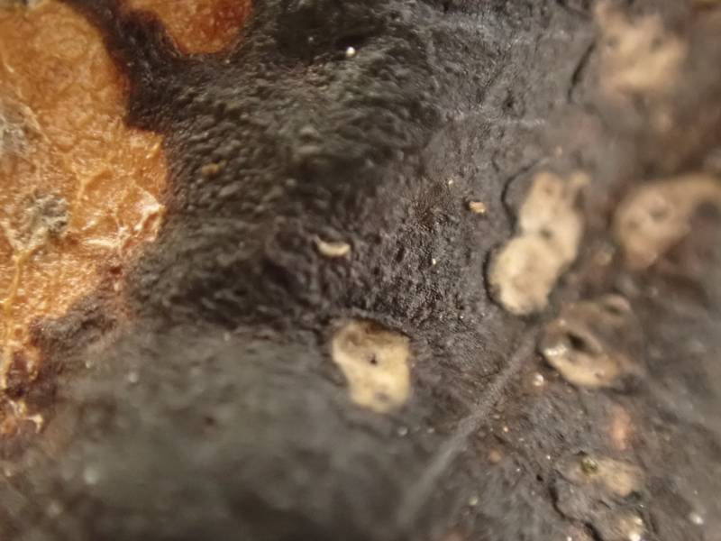 Black Tar Spot (Rhytisma acerinum)