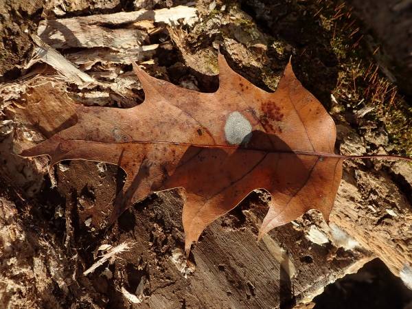 Speckled Tar Spot (Rhytisma punctatum)