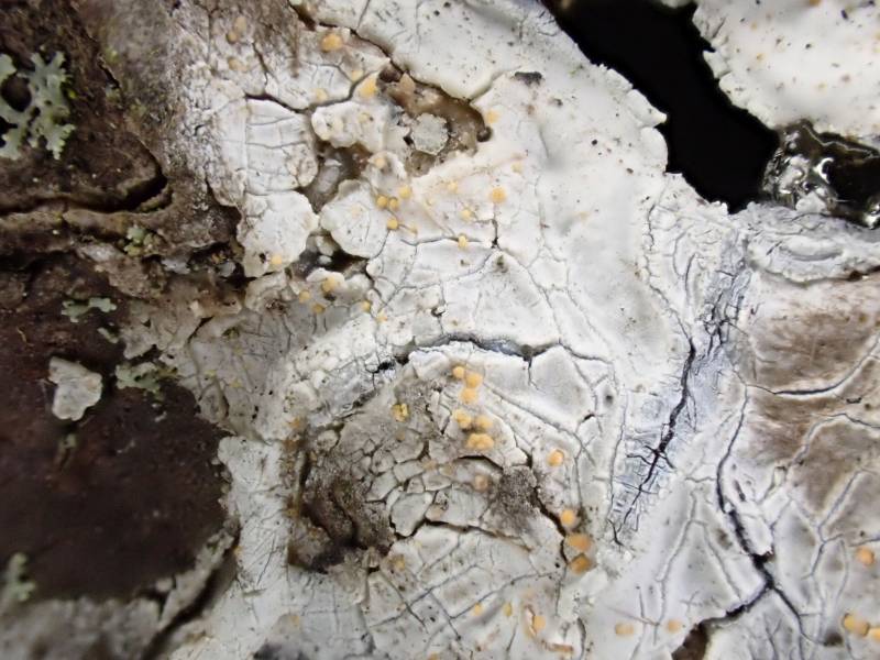 Sarea Lichen (Sarea resinae): growing on the sap of Eastern White Pine