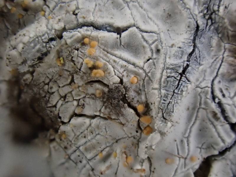 Sarea Lichen (Sarea resinae): growing on the sap of Eastern White Pine
